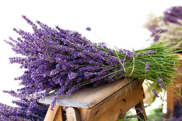 Lavender bouquet for herbal medicine